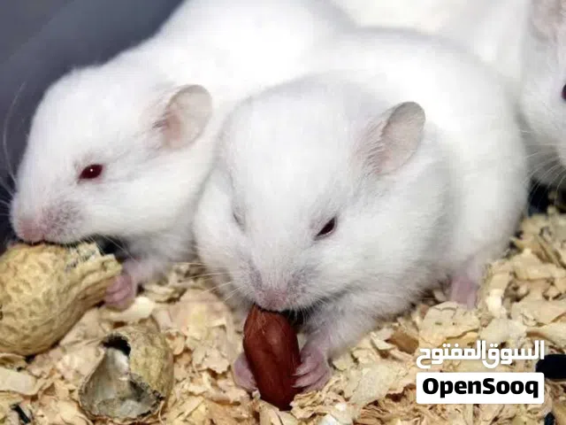 هامستر ابيض سوري