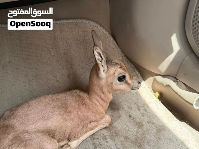انثى دوركاس عمرها اربع ايام بصحه زينه