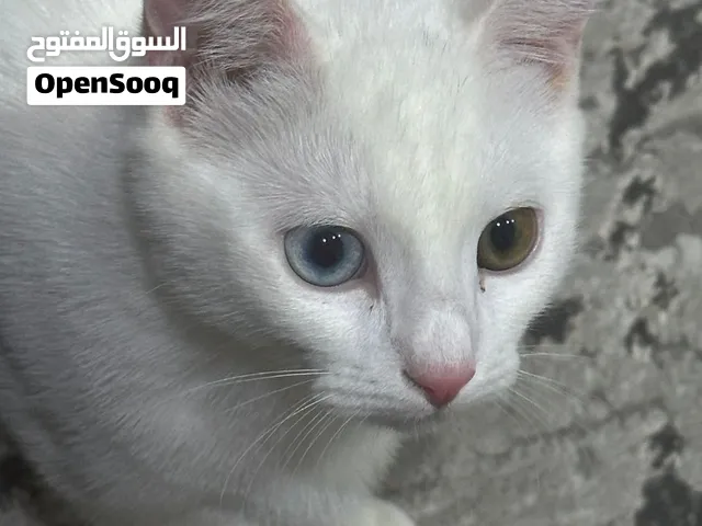 قطه جميله للتبنى