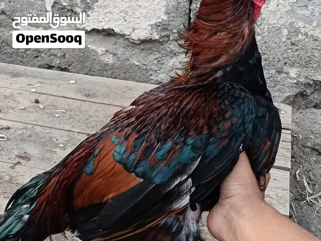 للبيع ديك ميدان