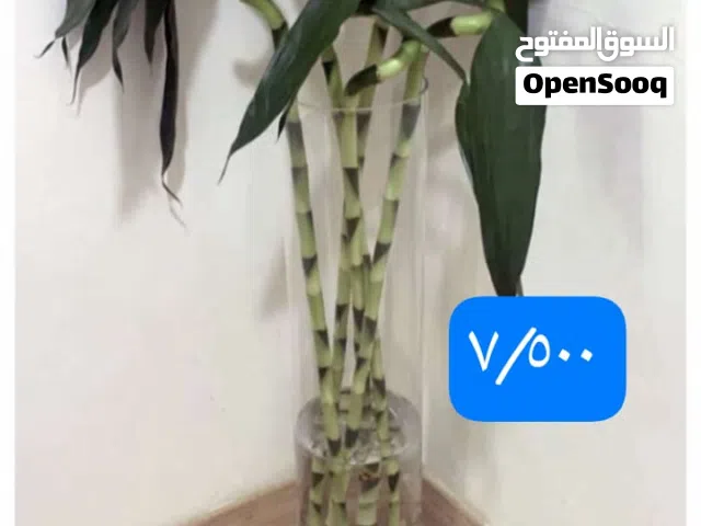 نبات داخلي طبيعي