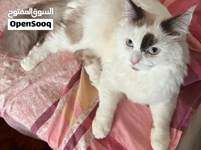 قط للبيع سعره 50 ريال
