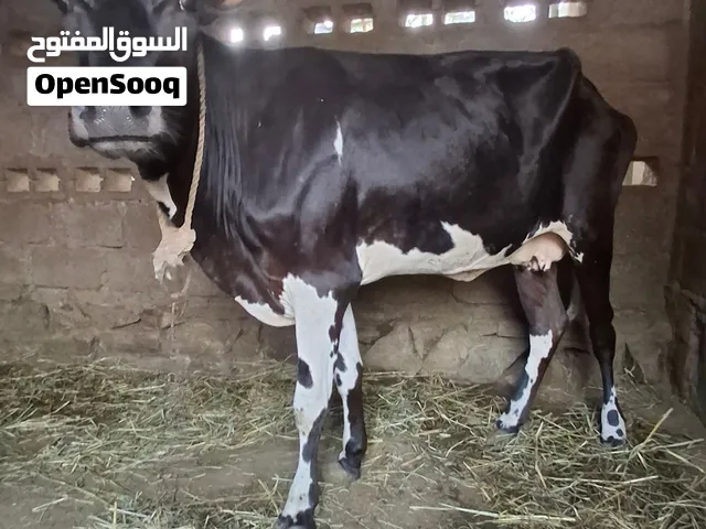 بقره تهجين هولندي