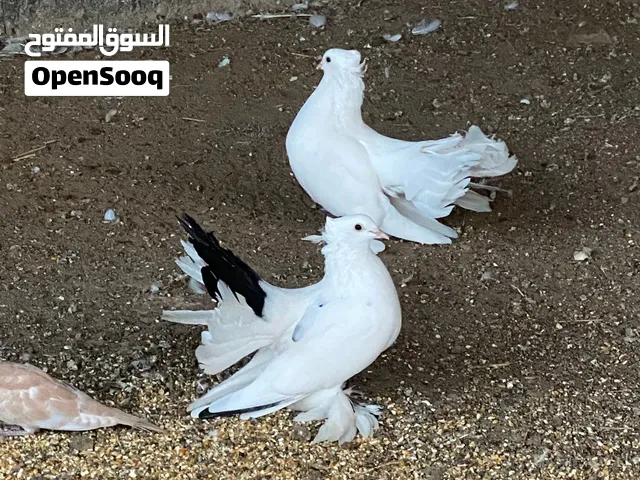 حمام شماسي