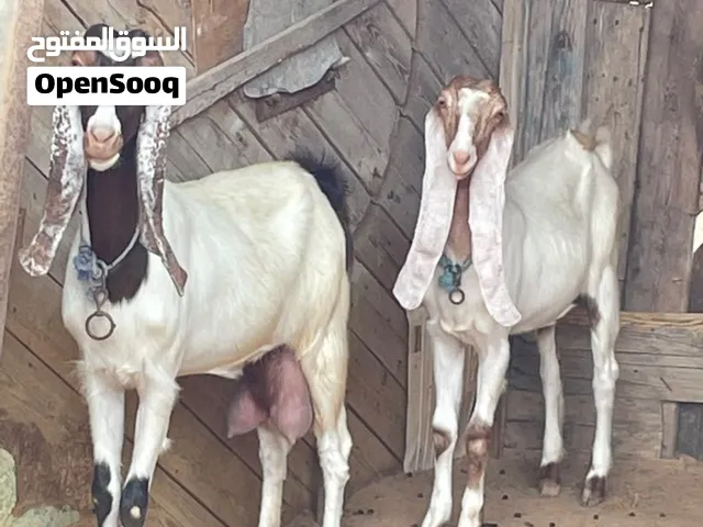 2 معزات رباع عشار ليهن شهر والعناق عشره