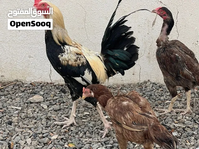 Pakistani Aseel chicken for sale cheap price  8 OMR per piece. All together 24 OMR