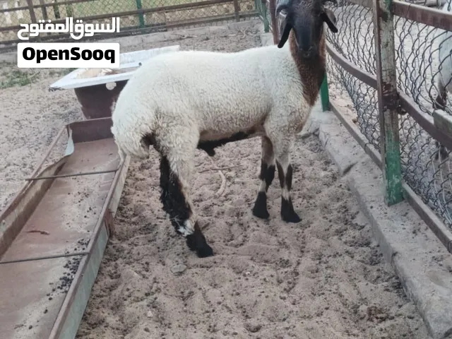 للبيع ذبائح انتاج محلي العمر 9شهور
