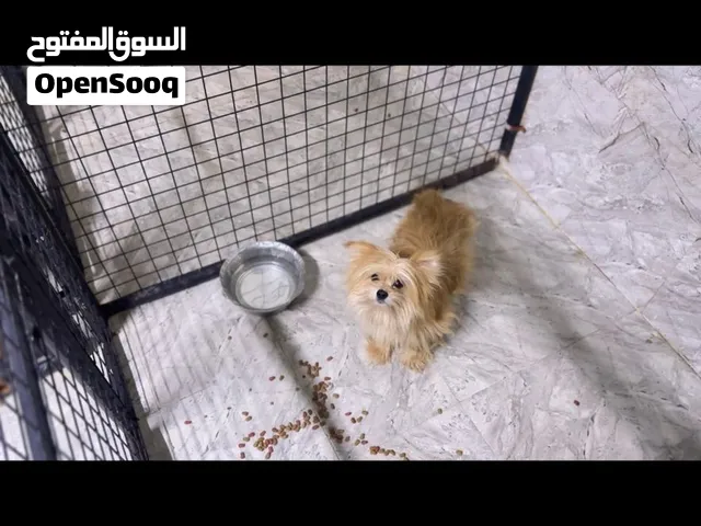 عمر سنتين