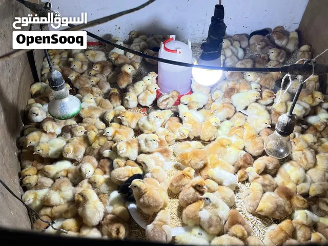 صيصان لوهمان البزرة الأصلية