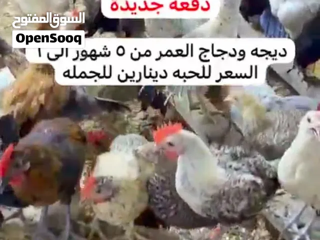 للبيع كمية دجاج - ديج دينارين للحبه