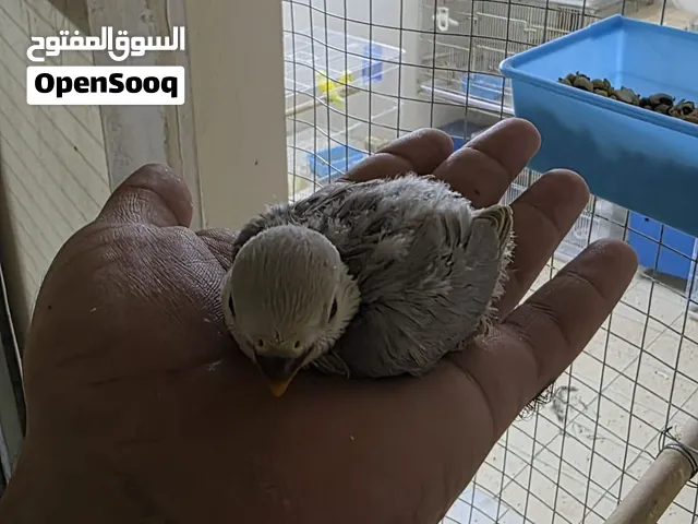 للبيع فرخ لافبير ازرق