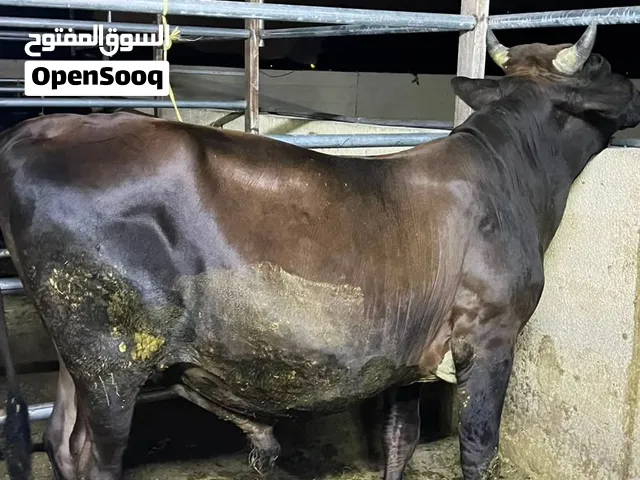 للبيع ثور عمره سنه ونص