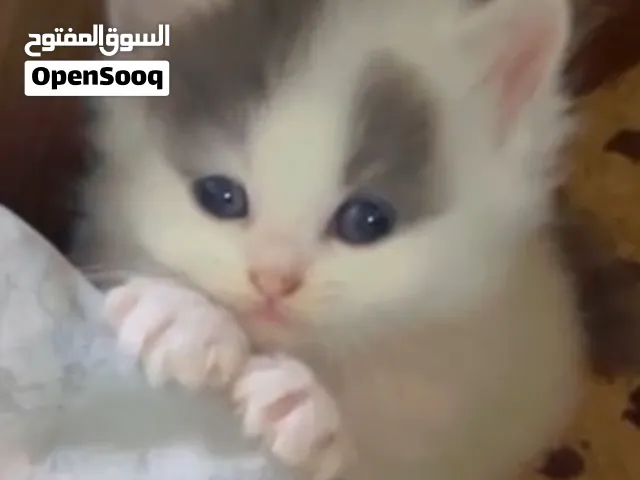 شيرازي بريتش الباندا من فصيله الراغدول