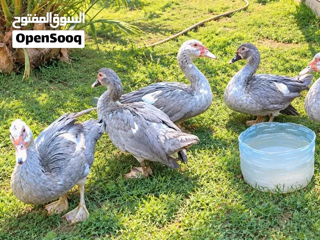 بش مصري رصاصيات