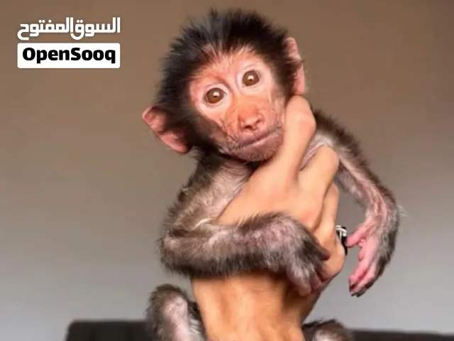 قرد اليف للبيع