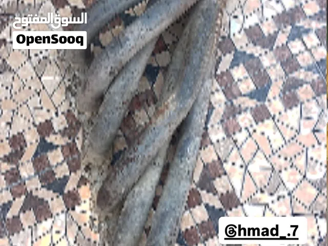 هيدرز بحريني