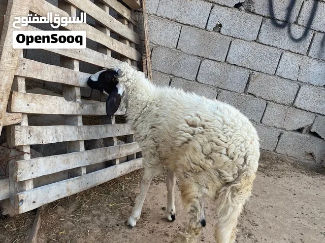 حولي سقاط مكان مصراته