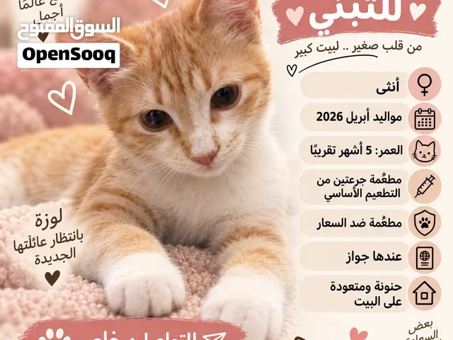 3 قطط منزلية للتبني – مطعّمة ومعها جوازات – الرياض