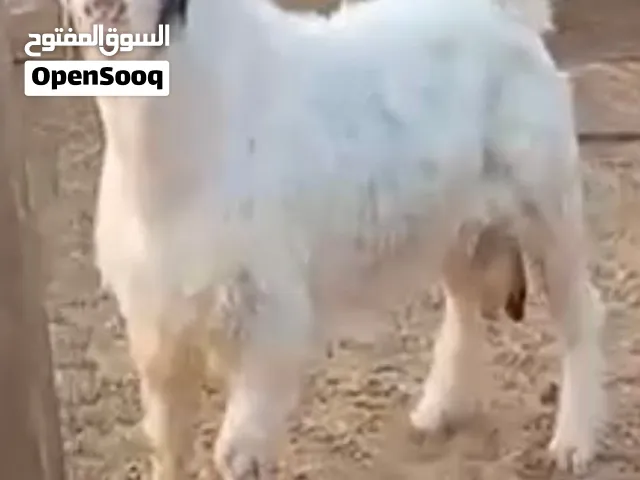 تيس رحبي فحل