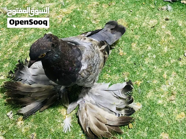 طرف هزاز مشوف