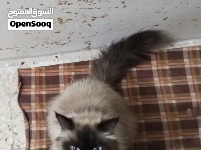 قطه هملايا
