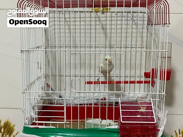 كناري فحل مفول لل اخر طير رهيب ومميز بي لغات هواي كلش وما يسكت