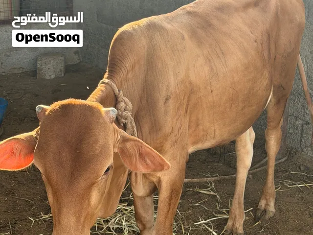 عجل عماني سمين