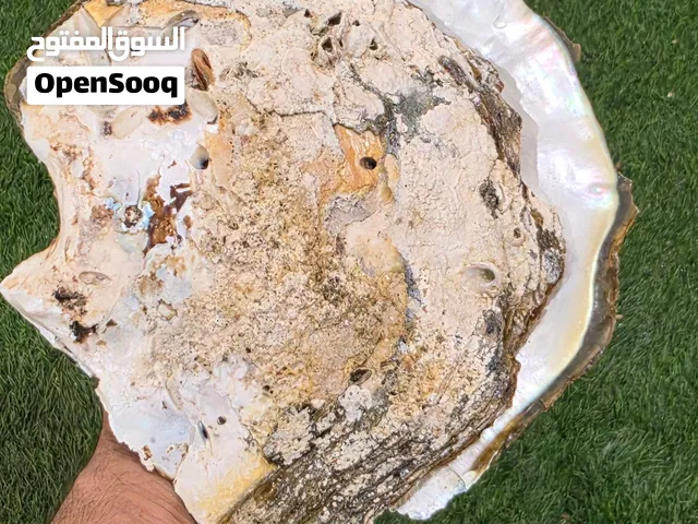 للبيع صديفي بحري طبيعي