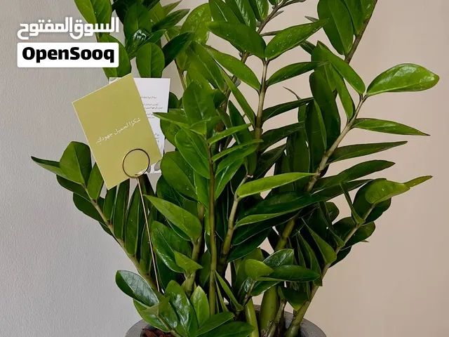 نباتات داخلية تضيف حياة وأناقة لكل زاوية  تشكيلة متنوعة... سهلة العناية ومناسبة للبيت والمكتب