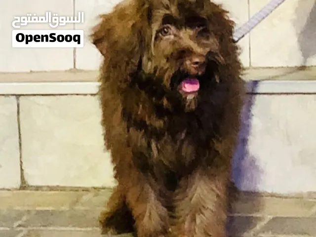 Labradoodle  كانيش