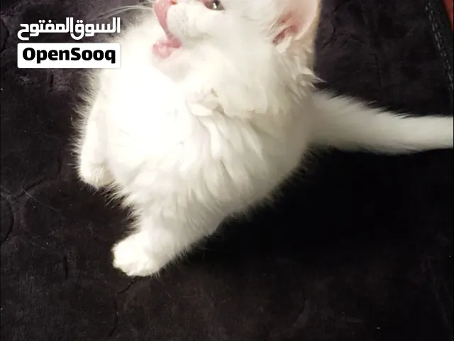 قطين ذكور شيرازي للبيع
