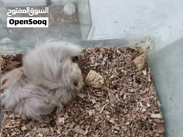 هامسترات سوري