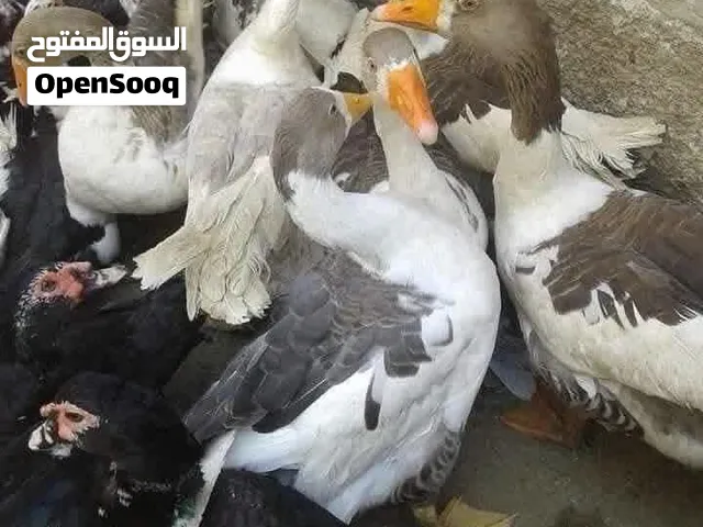 ....... وز للبيع الله يبارك لصاحب النصيب