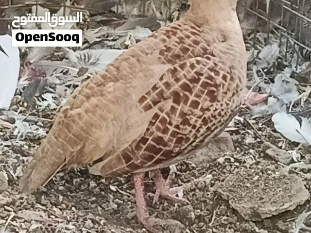 للبيع زوج صفارد باكستانيه سوبر جامبو 37