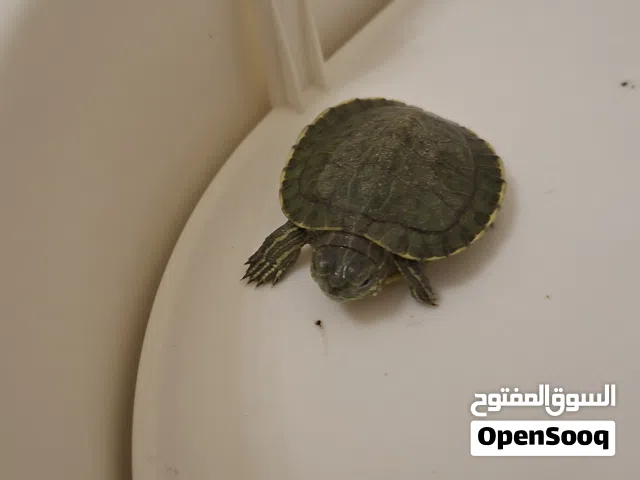 Complete Turtle Habitat & Tiny Turtle For Sale