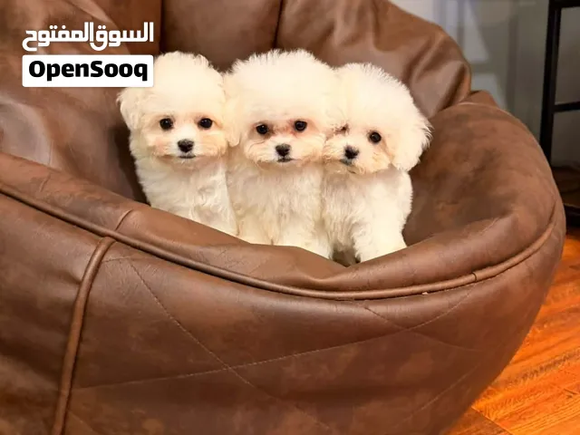 نعلن عن توفر أفخم وأرقى سلالات الجراء المستوردة  بمواصفات مميزة وتجهيز كامل لضمان راحة وأمان مقتنيها