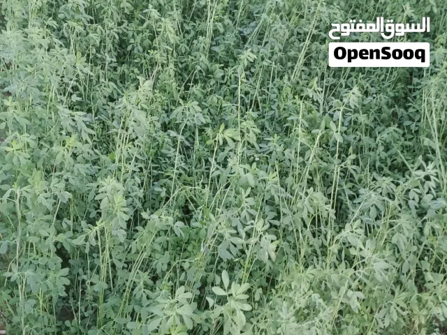 بذر قت عماني