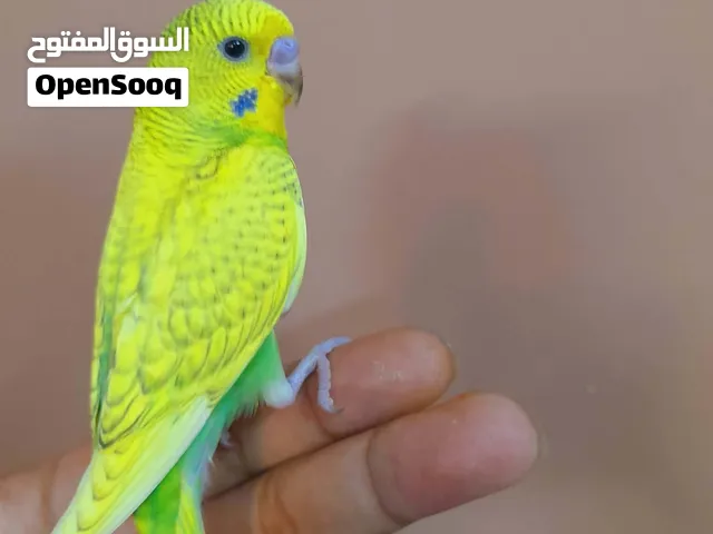 ذكر بادجي استرالي الييف وهدد مميز جدا ولعوب