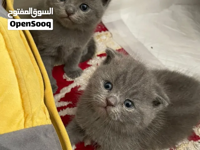 قطط سكوتش فولد الاصل العمر شهر
