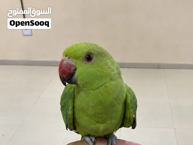 Green parrot Indian ring neck