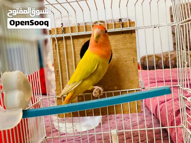 كوبية روز ربي يبارك