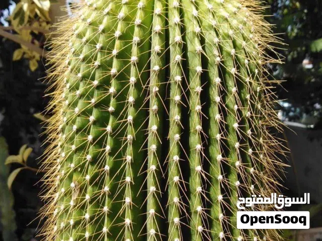 صبارة نادرة
