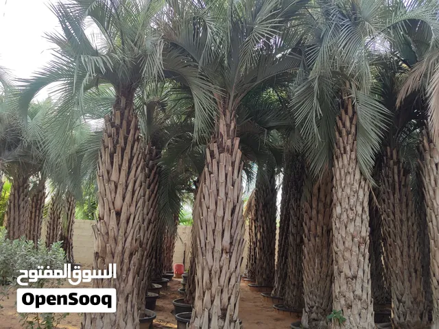 Butia Palm for sale نخلة البيوتيا