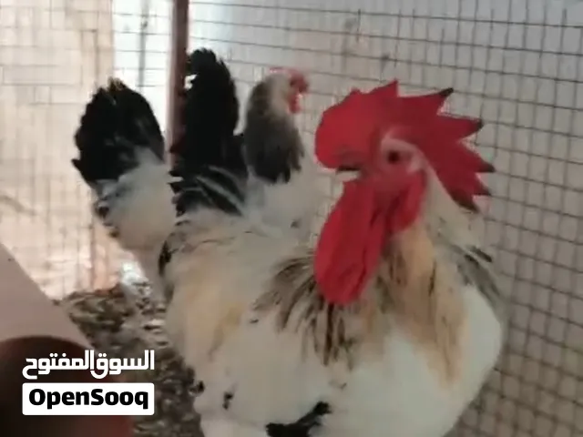 للبيع دجاج فرنسي كلومبي ديك ودجاجه بيور