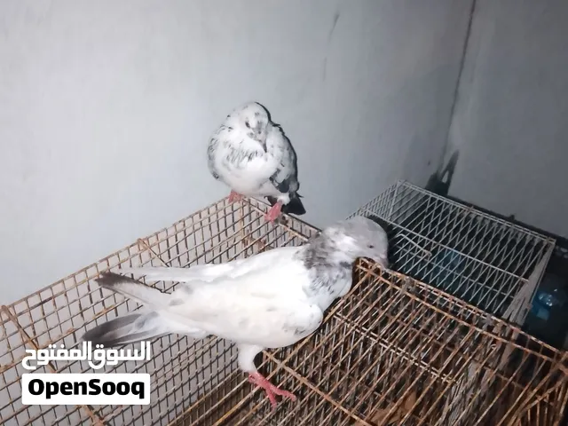 للبدل حمام مع بغبغاء أو كنااري