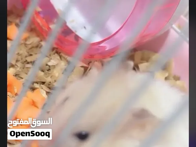 هامستر مع ملحقاته  نشاره خشب + ملابس + بروتين+ القفص