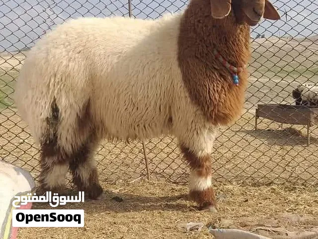 #بسم #الله #تبارك #الرحمن #حلال#الجيسي #غنم#ثنايه #الصوم #عشار #ضاهر 3#شهور #غنم #طيبه #ذمه #وحدا