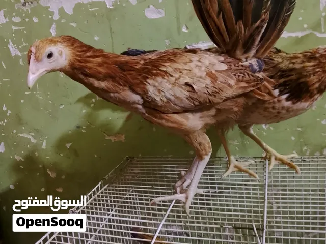 السلام عليكم متاح كيفيه كويتي شاشتين وديتش