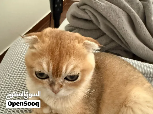 قط نوع اسكوتش للتبني