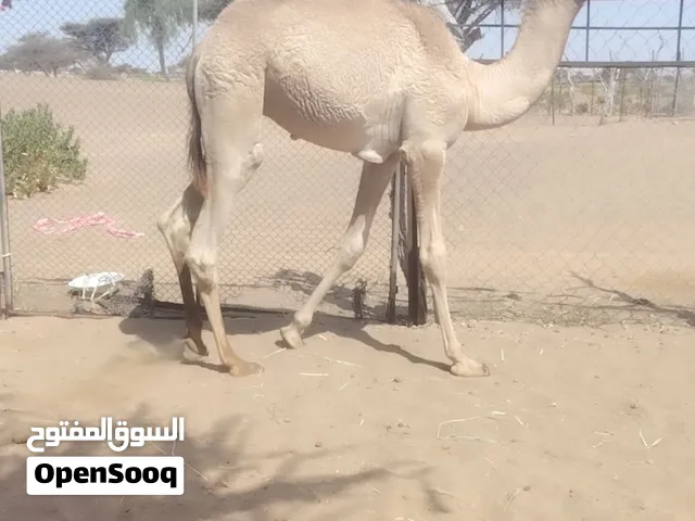للبيع جعود سمين مامركوض